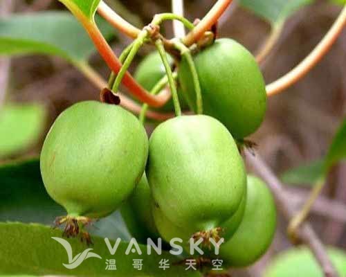 230318163843_Kiwi fruit plant.jpg